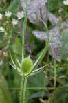 Teasel